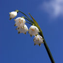 White Lillies, Lakeland
